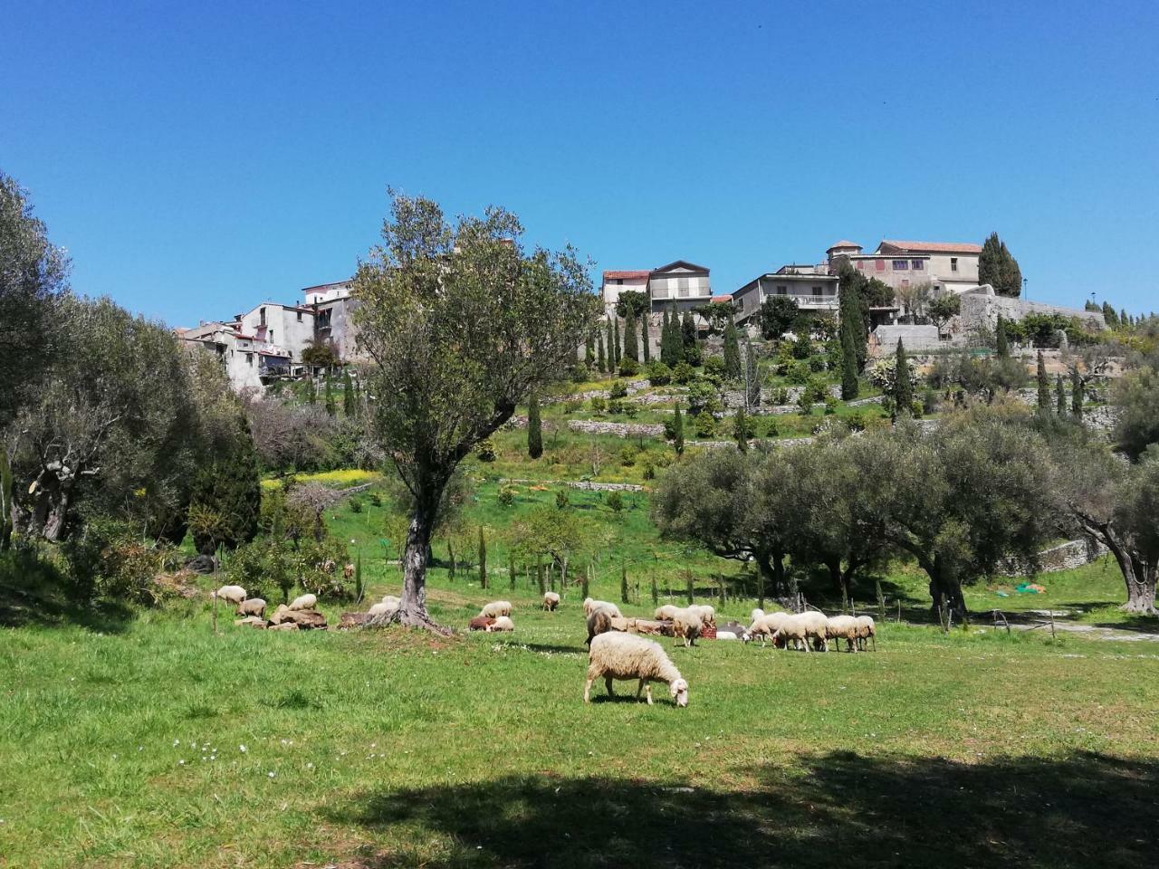 Affittacamere Pie' d'Ulivo Bosco  Esterno foto