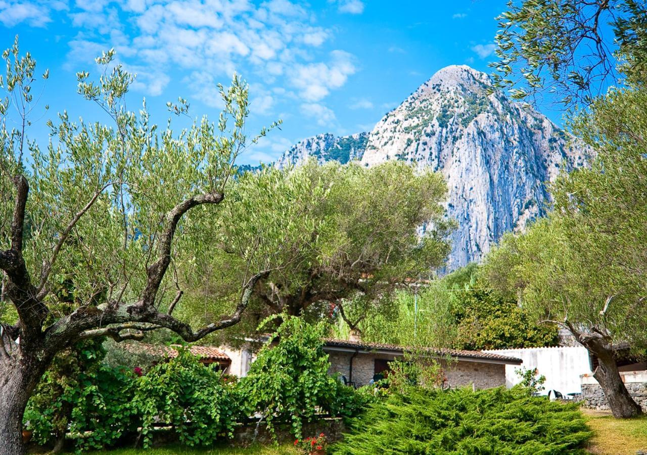 Affittacamere Pie' d'Ulivo Bosco  Esterno foto